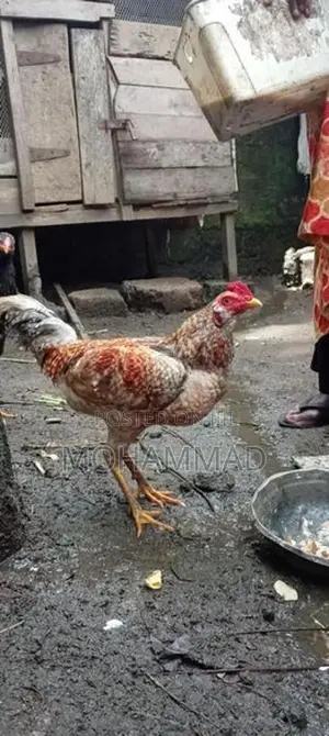 Rooster