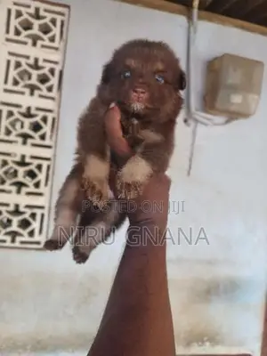 Lion Pomeranian