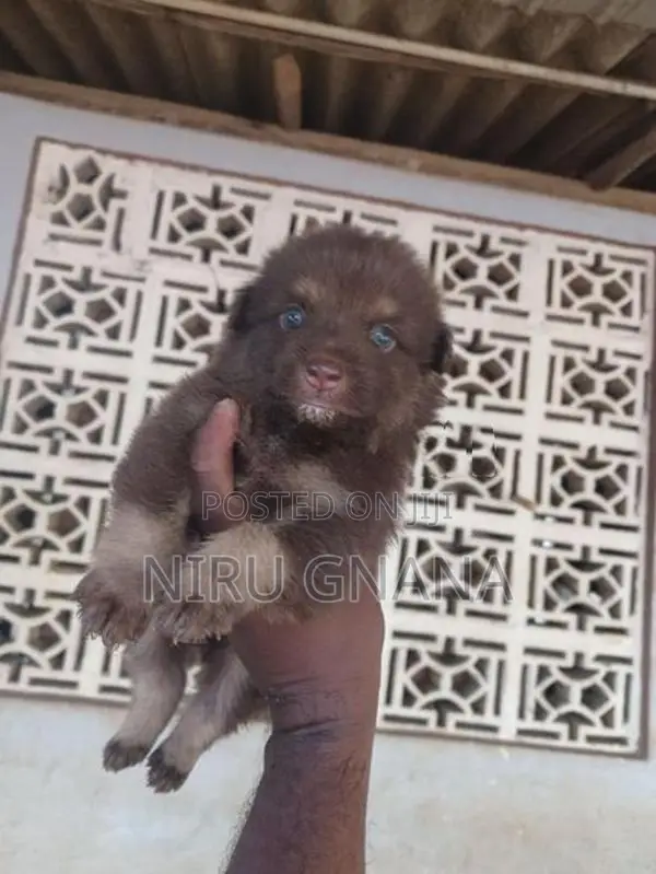 Lion Pomeranian