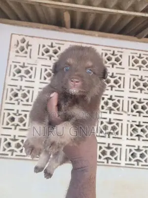 Lion Pomeranian
