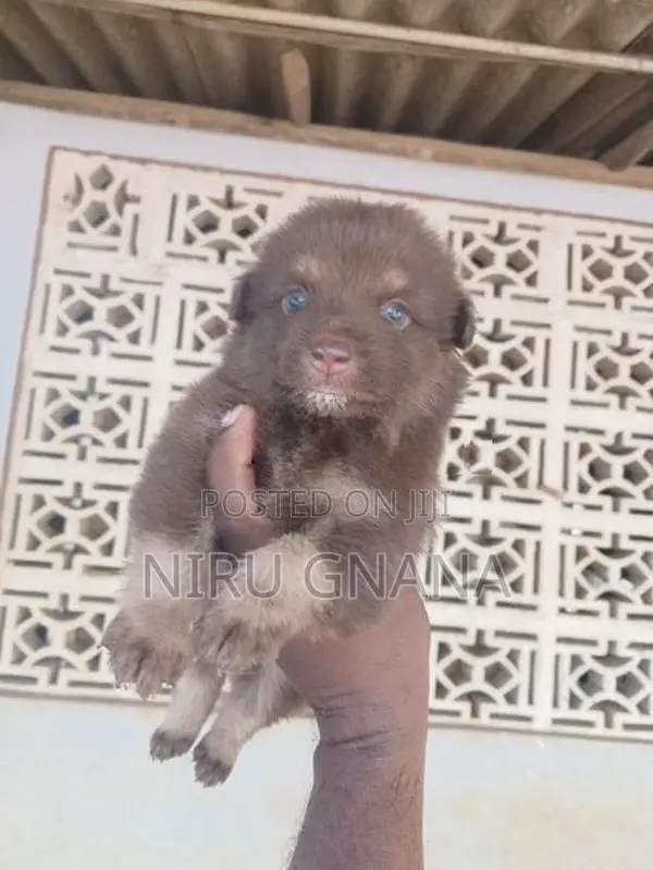Lion Pomeranian