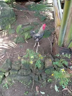 ගමි කිකිලියන්