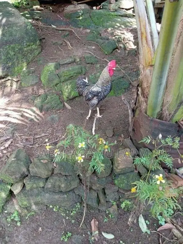 ගමි කිකිලියන්