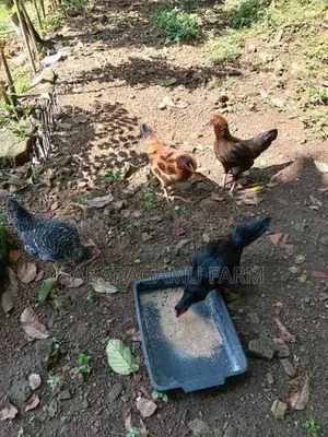 ගමි කිකිලියන්