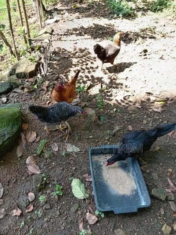 ගමි කිකිලියන්