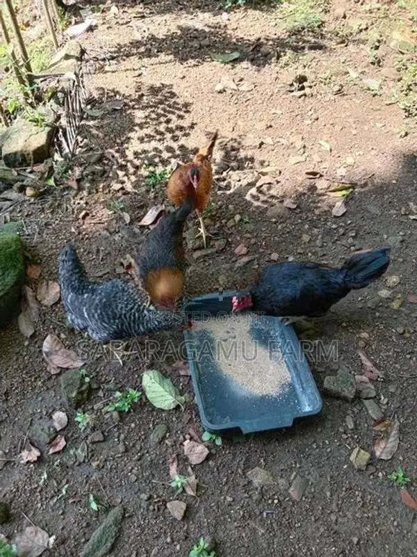 ගමි කිකිලියන්