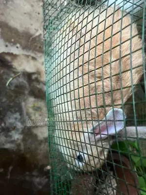 Rabbit