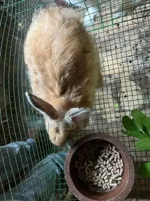 Rabbit