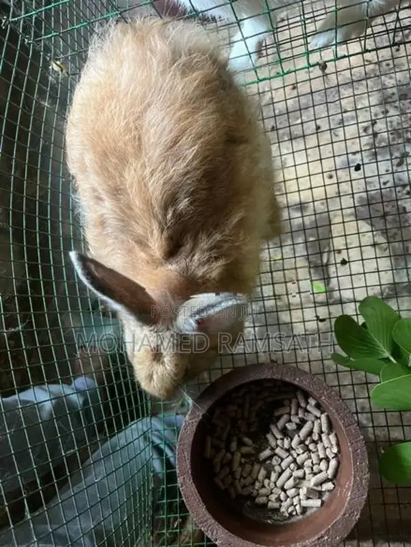 Rabbit