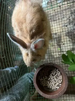 Rabbit
