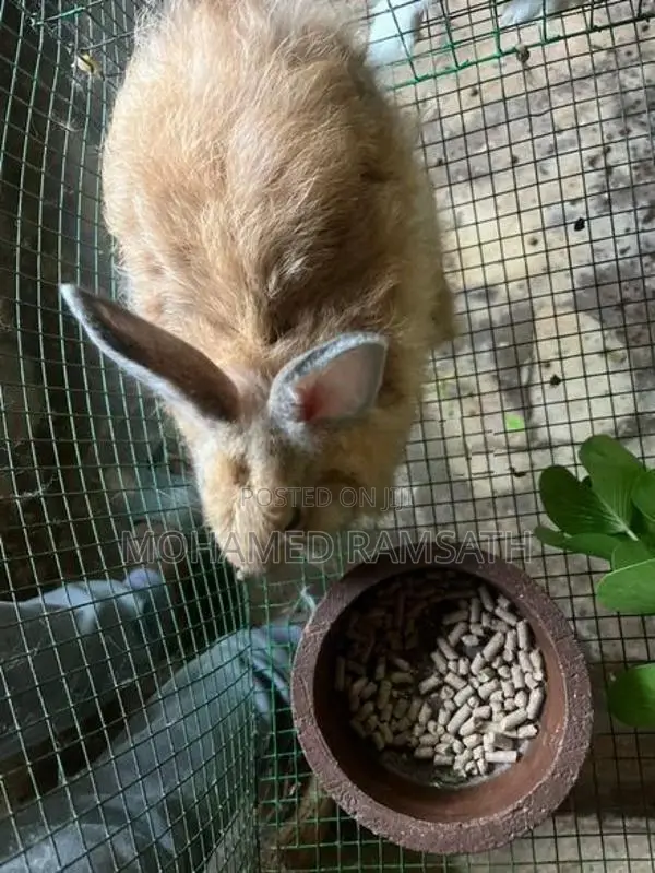 Rabbit