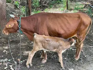 Kiri Gawayan