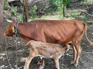 Kiri Gawayan