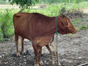 Kiri Gawayan