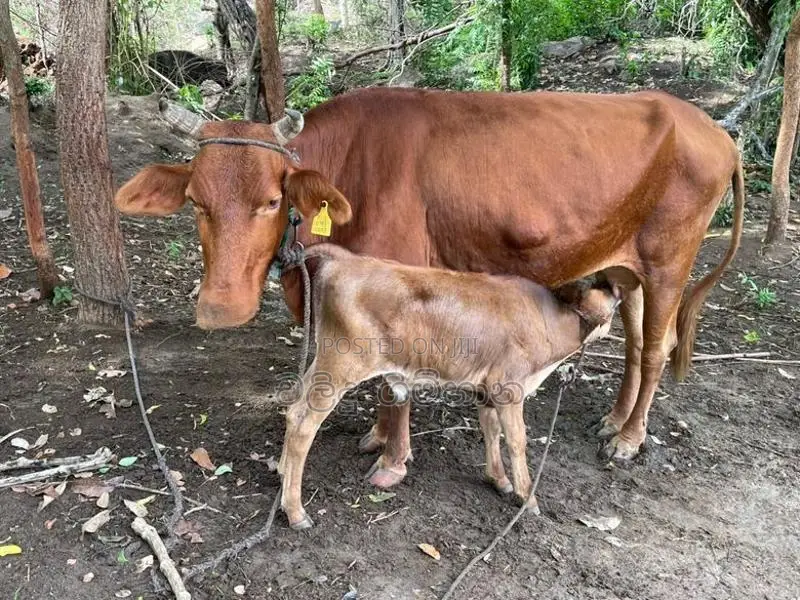 Kiri Gawayan