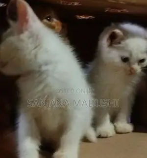 Persian Cat