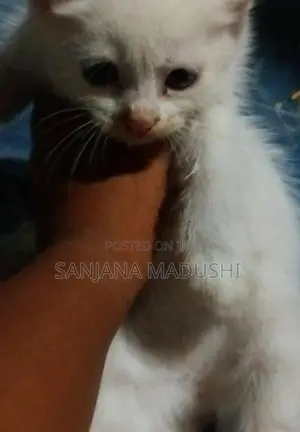 Persian Cat
