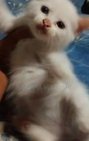 Persian Cat