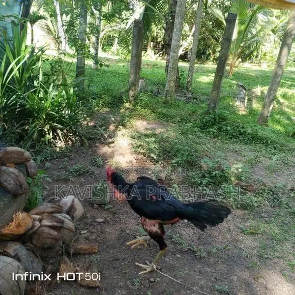 Rooster