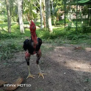 Rooster