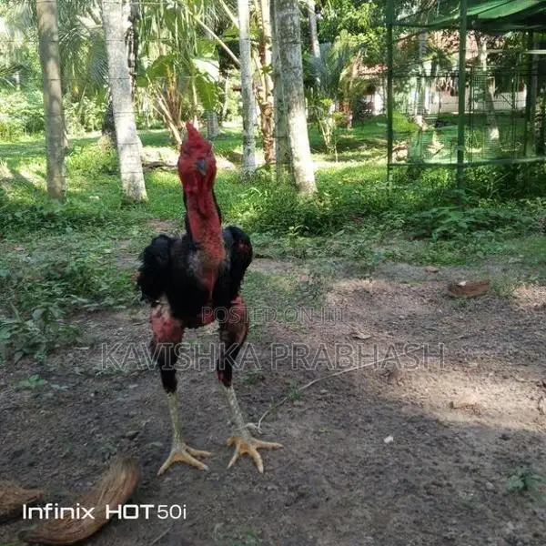 Rooster