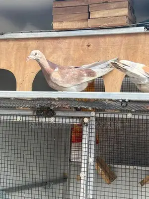 Pigeon Cage