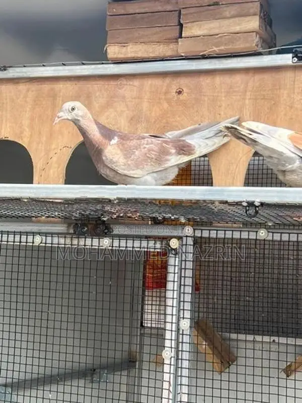 Pigeon Cage