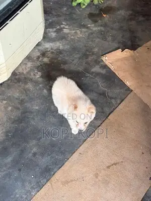 Lion Pomeranian