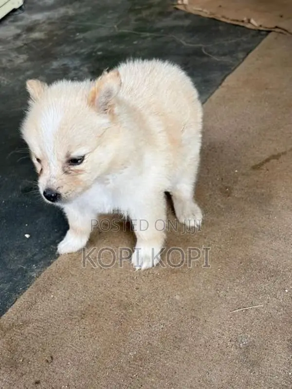 Lion Pomeranian