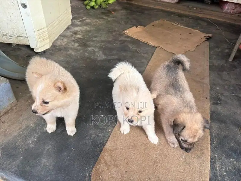 Lion Pomeranian