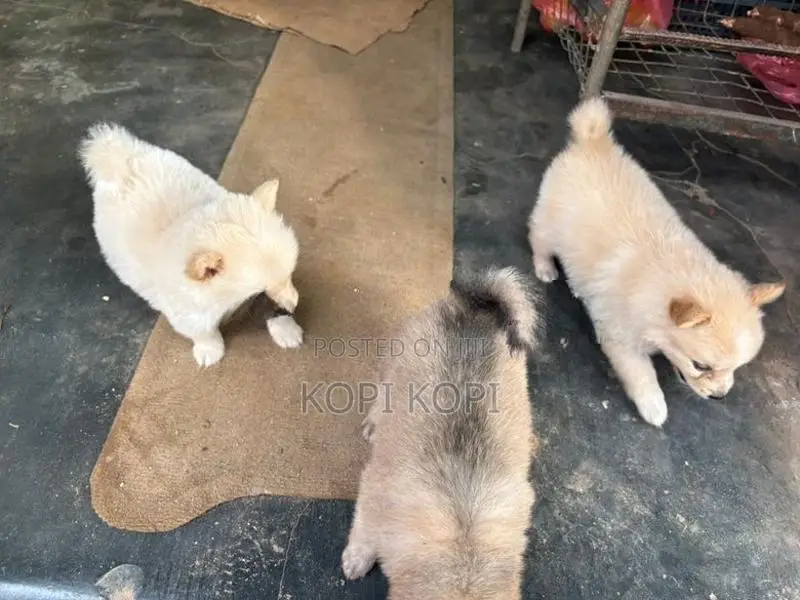 Lion Pomeranian