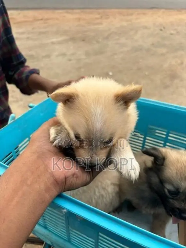 Lion Pomeranian