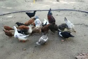 තාරාවන් හා කුකුලන්