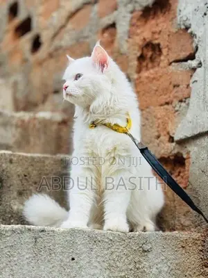 Persian Cat