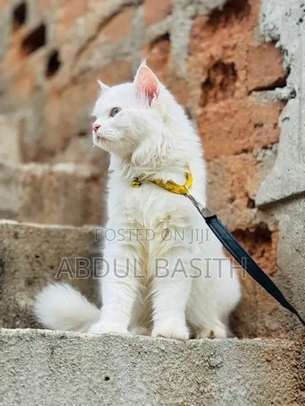 Persian Cat