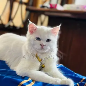 Persian Cat