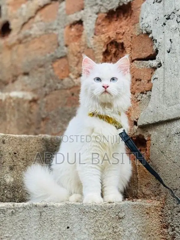 Persian Cat