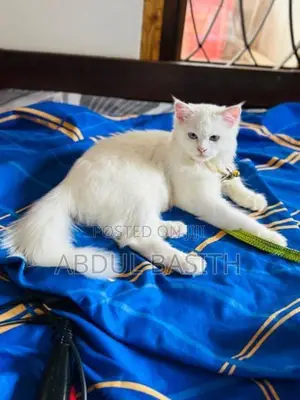 Persian Cat