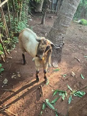 2 Year Old Goat