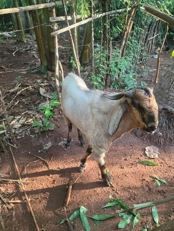 2 Year Old Goat