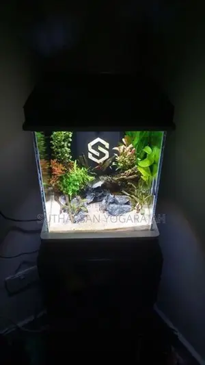 Planted Fish Tank / Aquarium