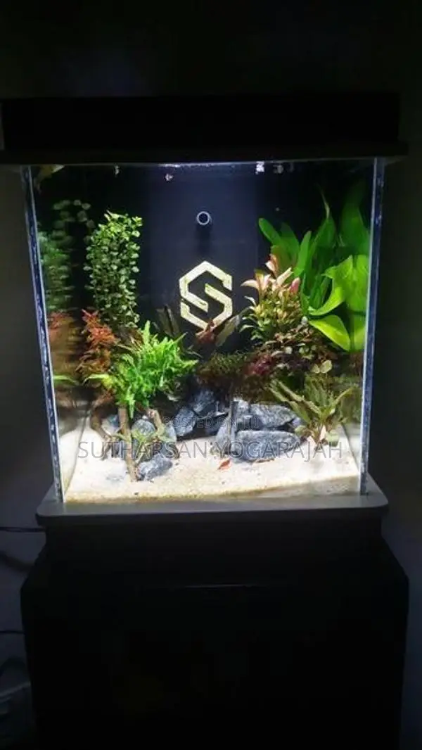 Planted Fish Tank / Aquarium