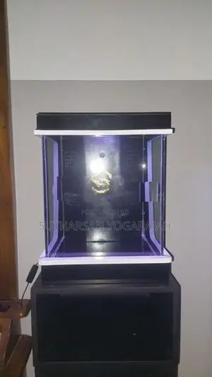 Planted Fish Tank / Aquarium