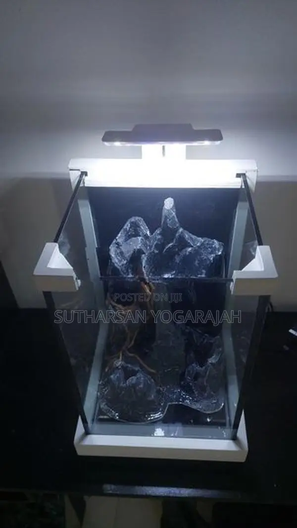 Planted Fish Tank