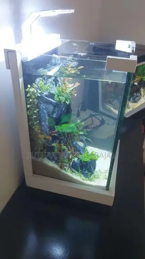 Planted Fish Tank