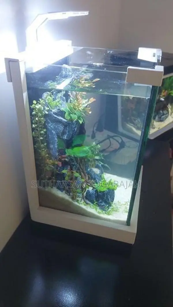 Planted Fish Tank