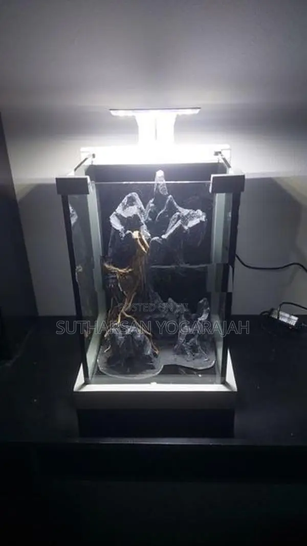 Planted Fish Tank
