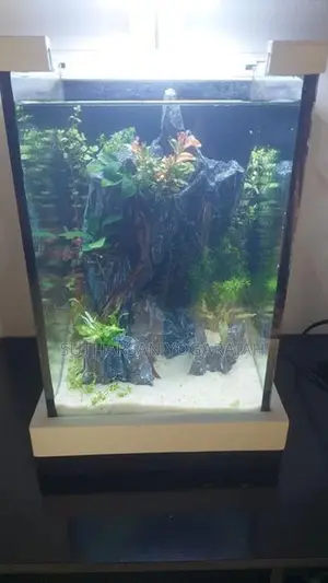 Planted Fish Tank