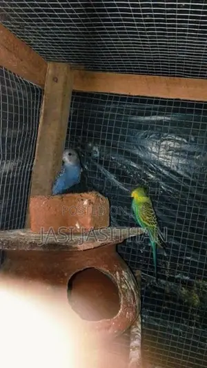 Love Birds