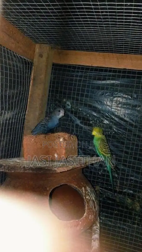 Love Birds